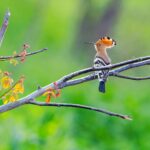 Tura foto wildlife urban în Delta Văcărești, cu Dragoş Stoica
