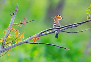 Tura foto wildlife urban în Delta Văcărești, cu Dragoş Stoica